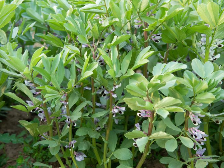 Fava del Calabar: benefici e utilizzi