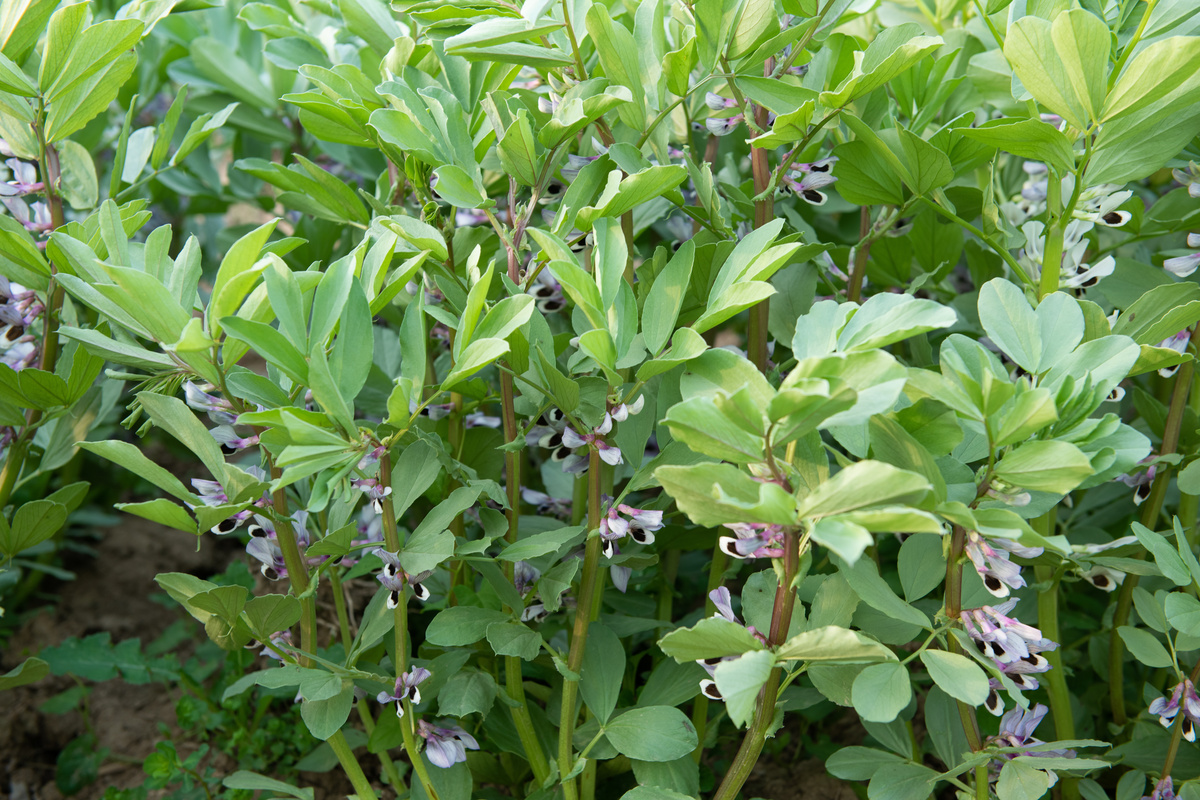 Fava del Calabar: benefici e utilizzi