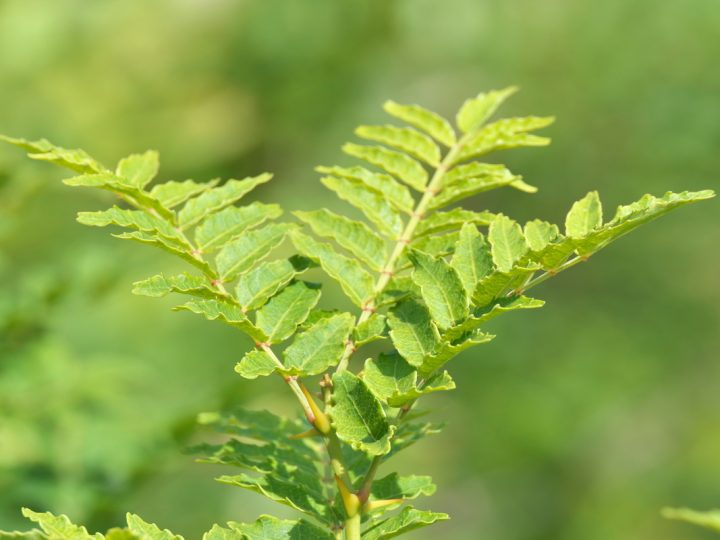Frassino Spinoso: benefici e utilizzo