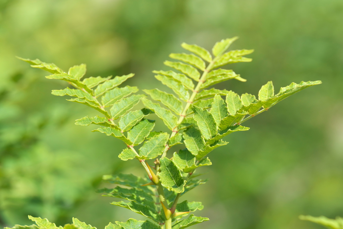 Frassino Spinoso: benefici e utilizzo