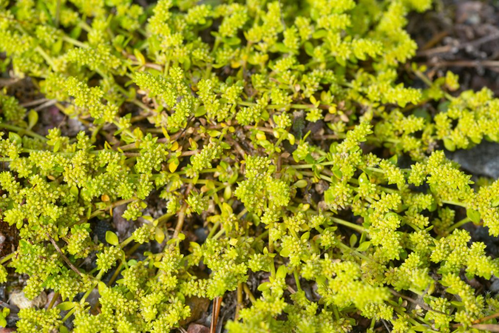 Erniaria: benefici e utilizzo