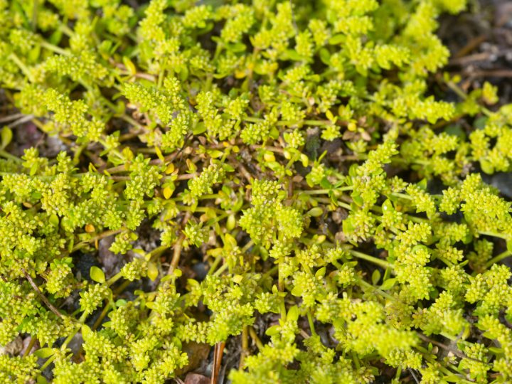 Erniaria: benefici e utilizzo