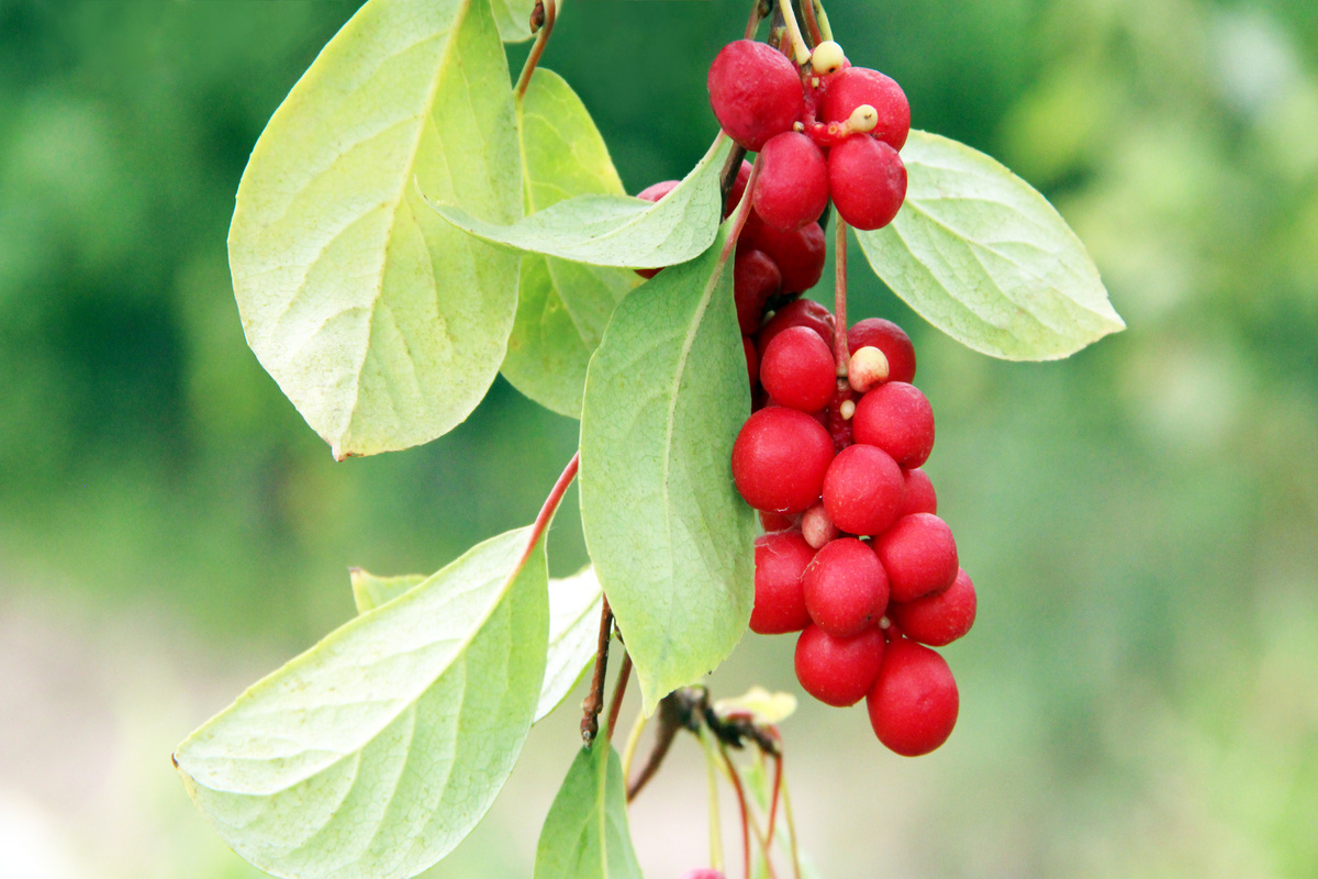 Benefici della Schisandra