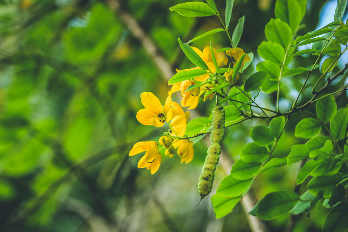 Benefici della Senna
