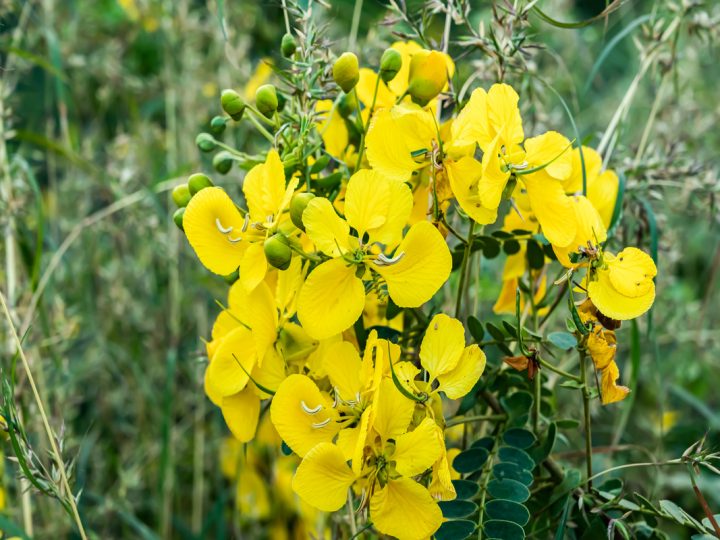 Senna: benefici e utilizzi