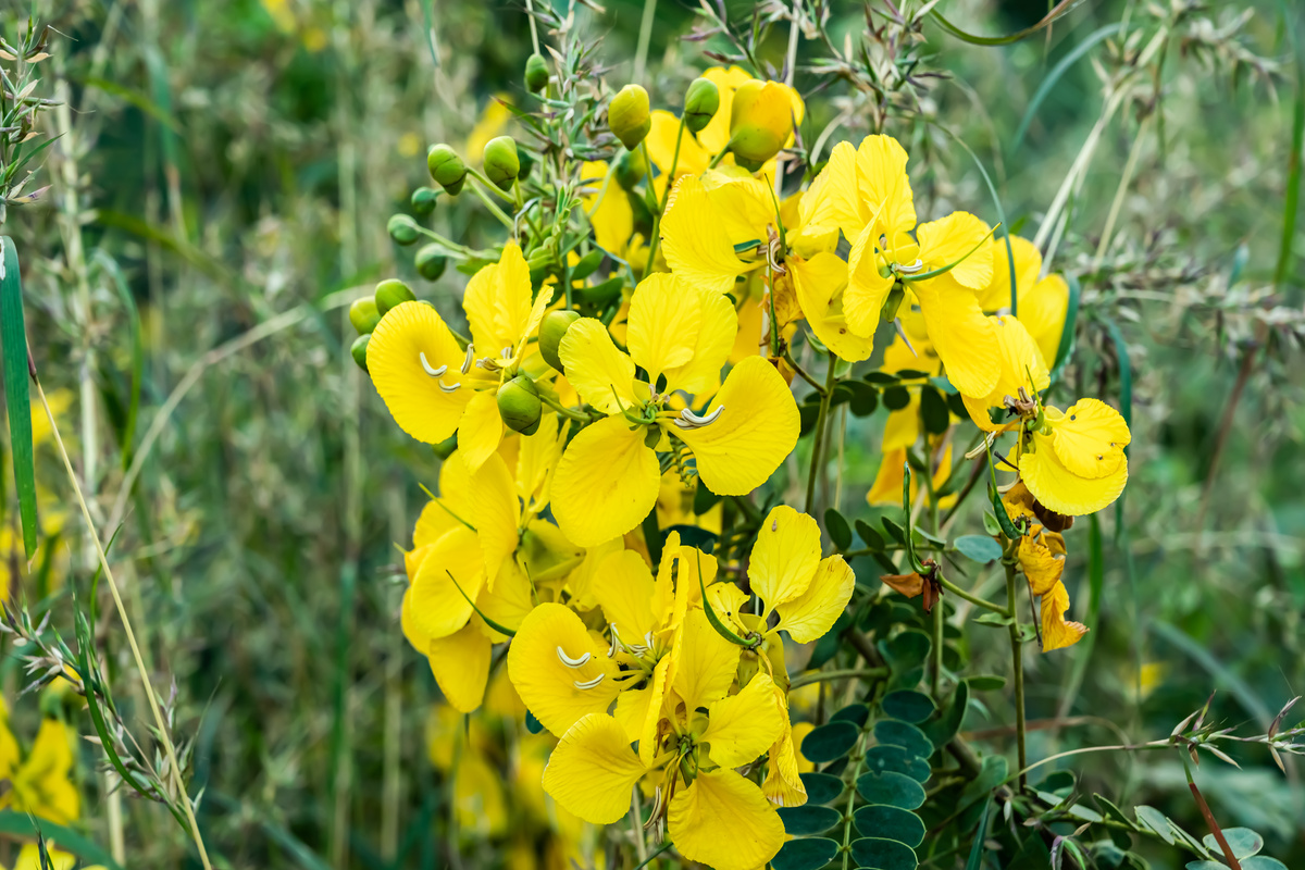 Senna: benefici e utilizzi