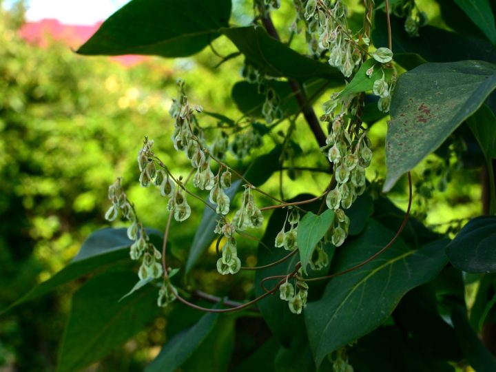 Tamaro: benefici e utilizzo