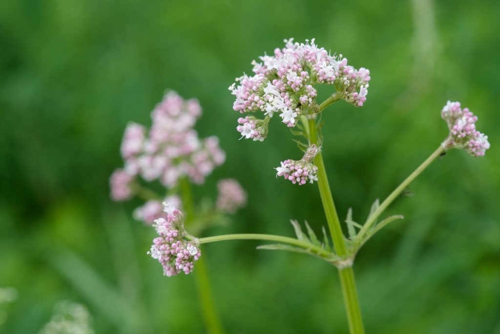 Valeriana Officinale: benefici e utilizzo