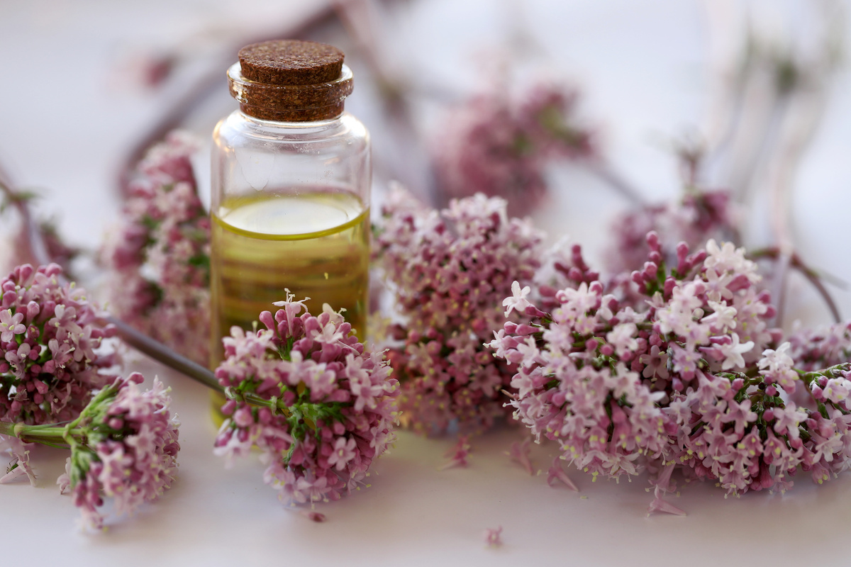 Benefici della Valeriana Officinale