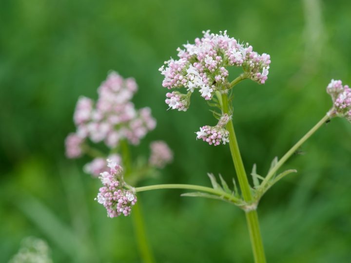 Valeriana Officinale: benefici e utilizzo