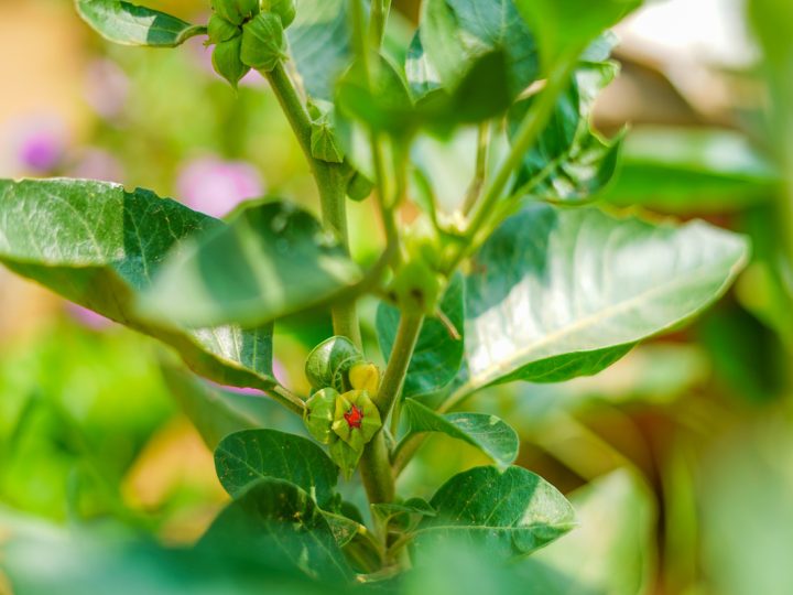 Withania: benefici e utilizzo