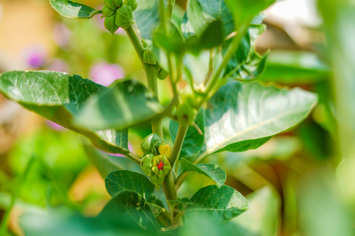 Withania: benefici e utilizzo